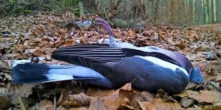 Zwar gab es in österreich davon nur zwei fälle. Ostprignitz Ruppin Vogelgrippe Der Erreger Kam Aus Kyritz Maz Markische Allgemeine
