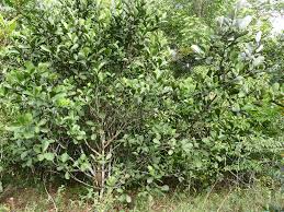 Image result for Clusiaceae