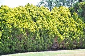 Image result for Platycladus