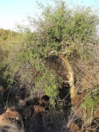 Image result for Commiphora tenuipetiolata