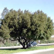 Image result for Searsia natalensis