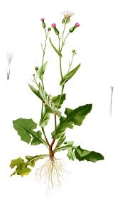 Image result for Emilia subscaposa