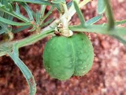 Image result for Jatropha erythropoda