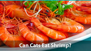 We also need to know whether the shrimp has been cooked, is fresh or has been frozen: Can Cats Eat Shrimp Or Are They Bad For Them