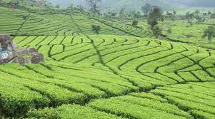 We did not find results for: Kebun Teh Kemuning In Shining Tourist Paradise Kangpoer