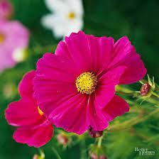 15 Of The Easiest Annual Flowers To Grow From Seed Annual Flowers Growing Seeds Cosmos Flowers