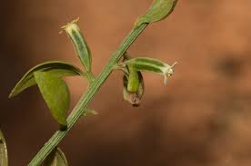 Image result for Osyridicarpos