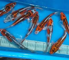 Nah, terbukti kan, harga pun bisa berbeda jika jenisnya. Ini Dia Tips Memilih Ikan Hias Dan Level Dalam Perlombaan Ikan Koi