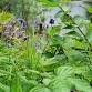 Foraging Walk - Summer