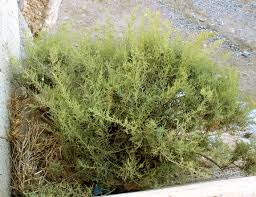 Image result for Salsola rabieana