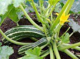 Carefully cut fruits off the plant with a knife or pruners when zucchini are between 3 and 8 inches long. Information About Pruning Zucchini Plants