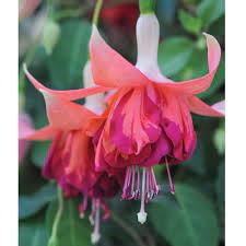 Fuchsia Giants Bicentennial Perennial Biennial Plants Thompson Morgan Fuchsia Plant Fuchsia Flowers Fuchsia Flower