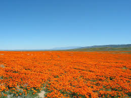 Every year the flower fields of carlsbad, california bloom between march & june. Antelope Valley California Poppy Reserve Wikipedia