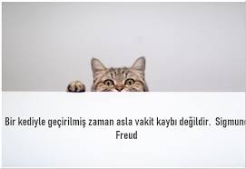 Kediler Icin Ozlu Sozler Kedilerle Ilgili Carpici Sozler