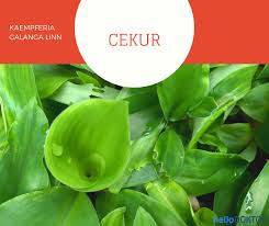 Cuba melepaskan diri dari belenggu fitnah. Ulam Adakah Ia Benar Benar Bermanfaat Terhadap Kesihatan