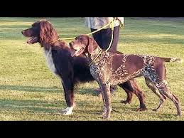 This post may contain affiliate links. Dog Breed Video German Shorthaired And Longhaired Pointers Youtube