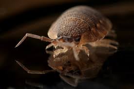 Do you think you have what it takes? Action Pest Exterminating Charlotte Area Pest Control Company