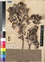 Image result for Psorospermum febrifugum