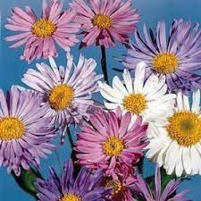 Alpine Aster 6 12 Tall And 1 Wide Blooms Late Spring Summer Flowers In Lavender Blue Rose Pink And Whi Perennials Flowers Perennials Flower Seeds