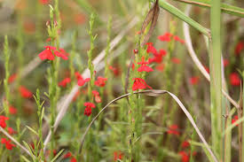 Image result for Striga junodii