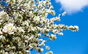 Image result for Bauhinia bowkeri