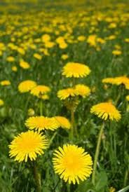 Dandelion Wishes With Images Dandelion Benefits Dandelion Dandelion Flower