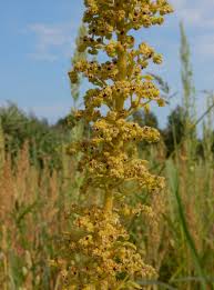 Image result for Dysphania schraderiana