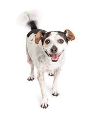 A Dog Tail Message Conveys Happiness Aggression Fear Or Confidence