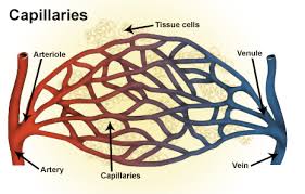 Capillaries are blood vessels that are one cell thick (endothelium) where the main diffusion and exchange takes place. Seer Training Classification Structure Of Blood Vessels