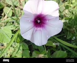 Image result for Ipomoea crassipes