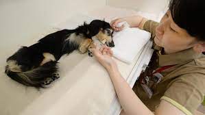 So before you actually decide to opt for euthanizing your dog at home, keep a few essential things in mind. How To Euthanize A Dog At Home Without A Vet