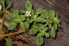 Image result for Glinus lotoides