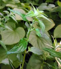 Image result for Pouzolzia parasitica