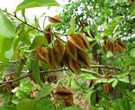 Image result for Combretum mkuzense