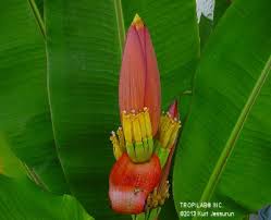 Image result for Musa ornata