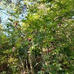 Image result for Haplocoelum