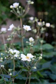 Fall Blooming Anemones For Autumn Color Gardenista Anemone Gardenista Anemone Flower