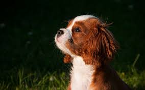 Welshies were bred to hunt. Herunterladen Hintergrundbild Welsh Springer Spaniel Close Up Welpen Haustiere Niedliche Tiere Hunde Welsh Springer Spaniel Hund Fur Desktop Kostenlos Hintergrundbilder Fur Ihren Desktop Kostenlos
