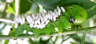 A tomato hornworm is a green caterpillar that grows between three and six inches in length. Tomato Hornworm Guide