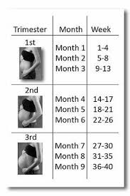 pregnancy months chart world of reference