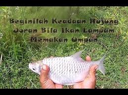 Kalender jawa memadukan berbagai macam sistem. Resepi Umpan Ikan Lampam Pawtaste Com