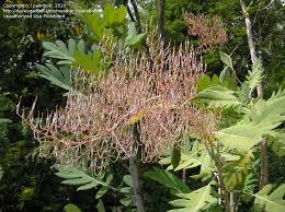 Image result for Bocconia arborea