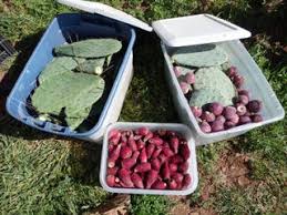 This article will answer this and other related questions to help you choose the best ingredients for their food. Preserving Prickly Pear 11 Steps With Pictures Instructables