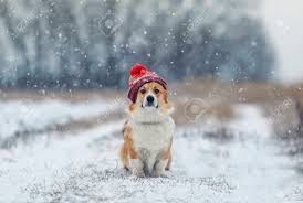 Where are you going without me. Portrait Of A Cute Puppy Of A Red Corgi Dog Sitting On A Field Stock Photo Picture And Royalty Free Image Image 137327903