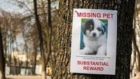 Image result for lost dog signs