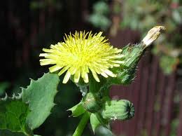Image result for Sonchus oleraceus