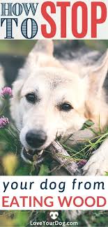 How To Stop Your Dog From Eating Wood Sticks Debris In 2020 Your Dog Dogs Bad Dog