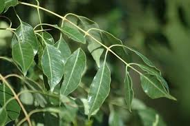 Image result for Sclerocarya birrea