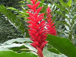 What plants are found in costa rica? Free Photo Red Heliconia Flower Amazon Red Malaysia Free Download Jooinn