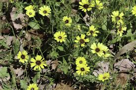 Image result for Tolpis